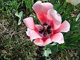 44 Nancy's Garden [2009 May 10]